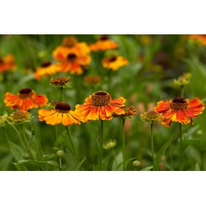 Helénium (Helenium) ´CAN CAN´ kont. C1L