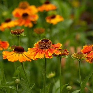 Helénium (Helenium) ´CAN CAN´, kont. C1L