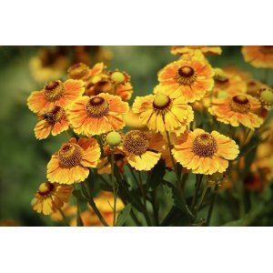 Helénium (Helenium) 'CARMEN' - kont. P9