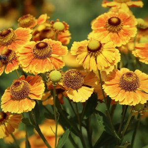 Helénium (Helenium) 'CARMEN' kont. C1L