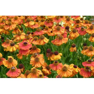 Helénium (Helenium) ´SHORT AND SASSY´ kont. C1L
