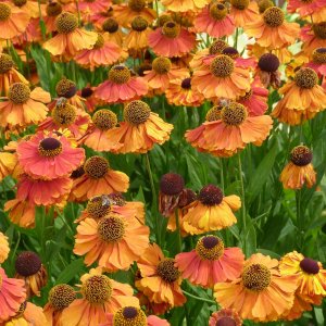 Helénium (Helenium) ´SHORT AND SASSY´,  kont. C1L