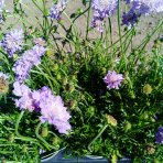 Hlaváč fialový (Scabiosa columbaria) 'BLUE NOTE' - kont. P12
