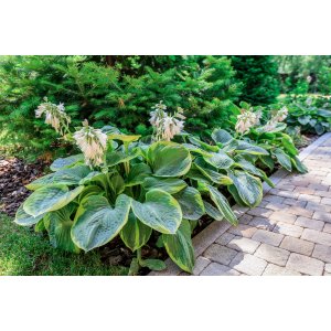 Funkia (Hosta plantaginea) ´CHRISTMAS TREE´ kont. C1.5L