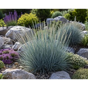 Jačmenica piesočná (Leymus arenarius) ‘BLUE DUNE’ - kont. P9/P11