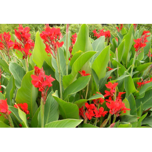 Kana indická (Canna Indica) - výška 20-40 cm, kont. C2L - červená