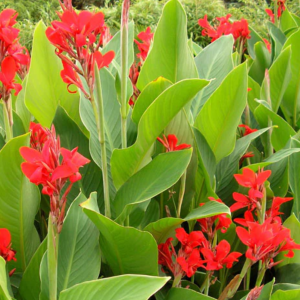 Kana indická (Canna Indica) výška: 20-40 cm, kont. C3L/C5L - červená