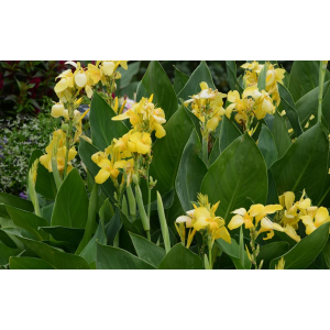 Kana indická (Canna Indica) - výška 30-50 cm, kont. C2L - žltá