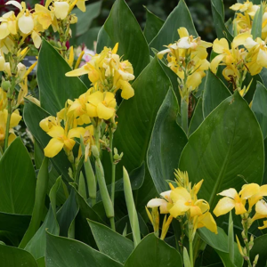 Kana indická (Canna Indica) výška: 30-50 cm, kont. C3L/C5L - žltá