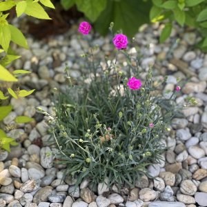 Klinček sivý - Dianthus Gratianopolitanus 'RUBIN', kont. C1L