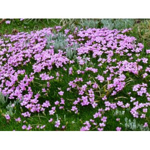 Klinček bulharský (Dianthus Microlepis) kont. C1L