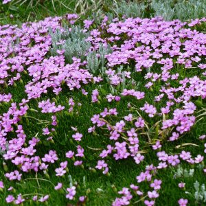 Klinček bulharský (Dianthus Microlepis), kont. P9