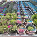 Klinček sivý (Dianthus Gratianopolitanus) 'WHATFIELD MAGENTA' - kont. C1L