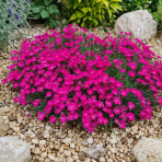 Klinček sivý (Dianthus Gratianopolitanus) 'WHATFIELD MAGENTA' - kont. C1L