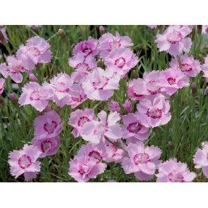 Klinček sivý (Dianthus Gratianopolitanus) 'PINK JEWEL' kont.C1.5L