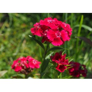 Klinček sivý (Dianthus Gratianopolitanus) 'RUBIN' kont. C2L