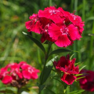 Klinček sivý (Dianthus Gratianopolitanus) 'RUBIN', kont. C1L