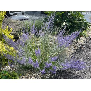 Kocúrnik záhradný (Nepeta x faassenii) ´SIX HILLS GIANT´ kont. P9
