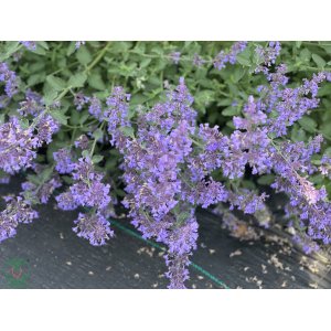 Kocúrnik záhradný (Nepeta x faassenii) ´SIX HILLS GIANT´ kont. P9