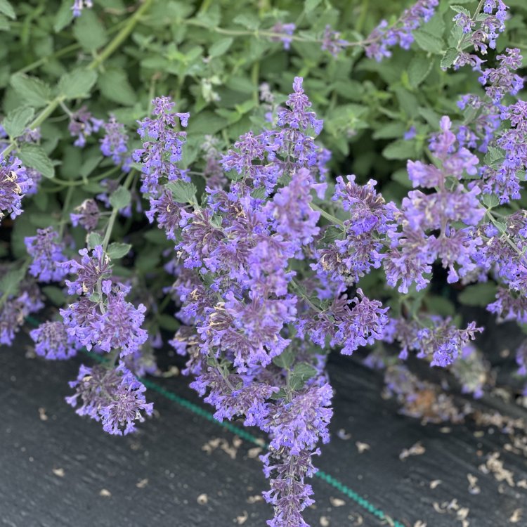 Kocúrnik záhradný (Nepeta x faassenii) ´SIX HILLS GIANT´ kont. P9