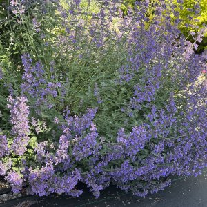 Kocúrnik záhradný (Nepeta) ´SIX HILLS GIANT´, kont. P9