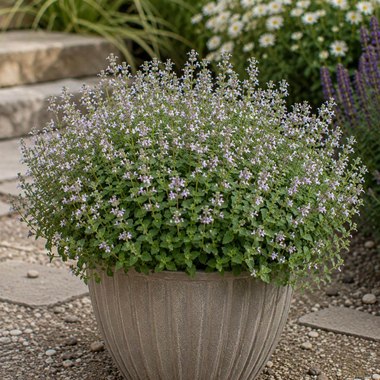 Obrázok Marulka kocúrnik (Calamintha nepeta ssp. nepeta) - kont. P9