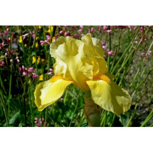 Kosatec sibírsky (Iris sibirica) ´BUTTER AND SUGAR´ kont. C1.5L