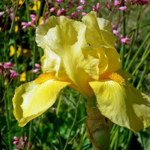Kosatec sibírsky (Iris sibirica) ´SUMMER REVELS´, kont. C1.5L