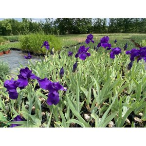 Kosatec nemecká (Iris germanica) ´BLACK KNIGHT´ kont. C1L