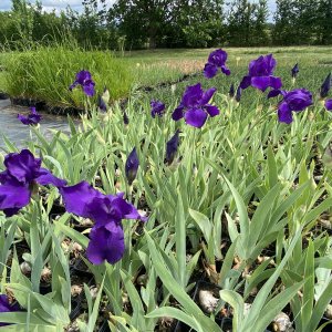 Kosatec nemecká (Iris germanica) ´BLACK KNIGHT´ kont. C1L