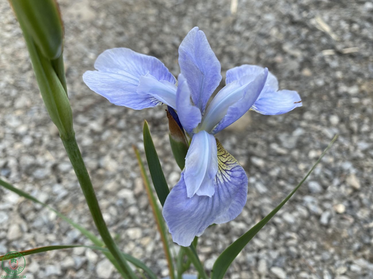 Kosatec sibírsky ´PERRY´S BLUE´ | zahradnici.sk