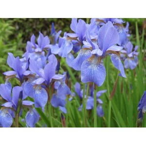 Kosatec sibírsky (Iris sibirica) ´PERRY´S BLUE´ kont. C1.5L