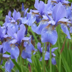 Kosatec sibírsky (Iris sibirica) ´PERRY´S BLUE´, kont. C1.5L