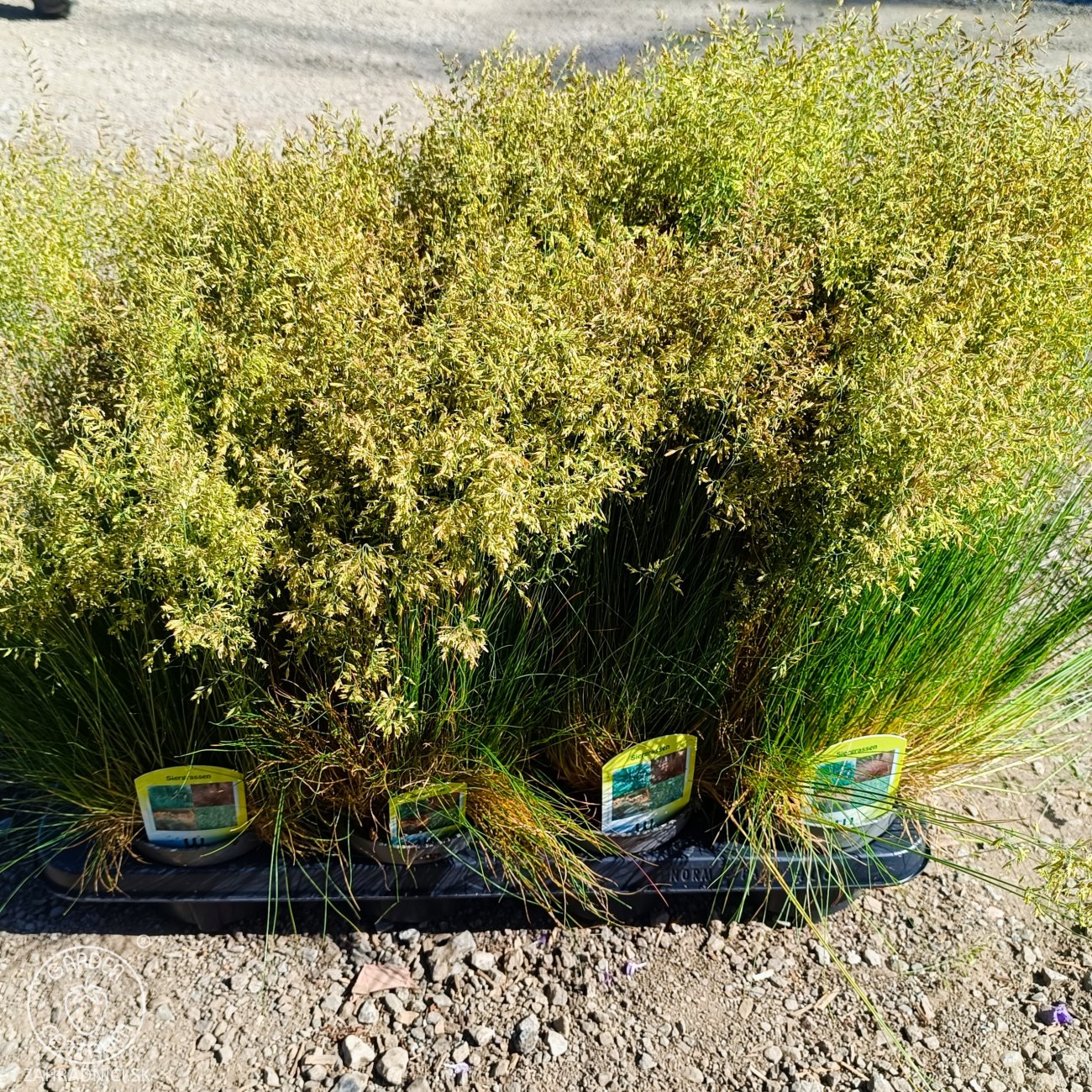 Obrázok Kostrava medvedia (Festuca gautieri) - kont. P12