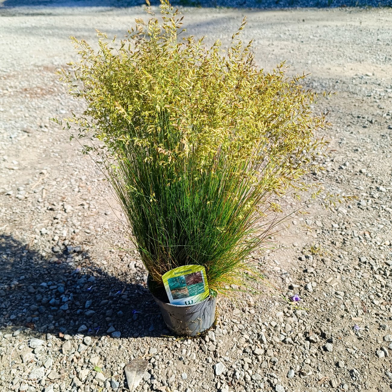 Obrázok Kostrava medvedia (Festuca gautieri) - kont. P12