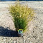 Kostrava medvedia (Festuca gautieri) - kont. P12