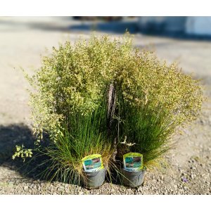Kostrava medvedia (Festuca gautieri) - kont. P12
