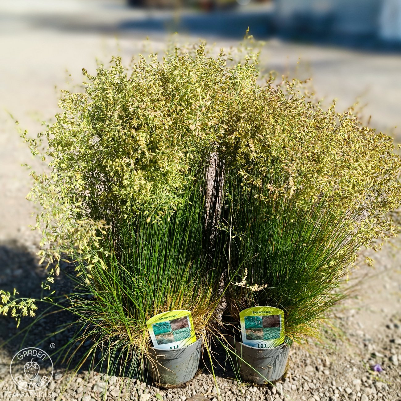 Obrázok Kostrava medvedia (Festuca gautieri) - kont. P12