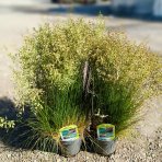 Kostrava medvedia (Festuca gautieri) - kont. P12