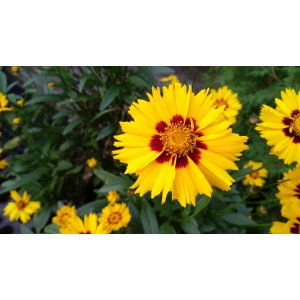 Krásnoočko veľkokveté (Coreopsis grandiflora) ´HELIOT´ - kont. C1L