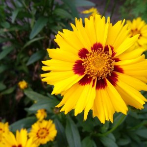 Krásnoočko veľkokveté (Coreopsis grandiflora) ´HELIOT´ - kont. C1L