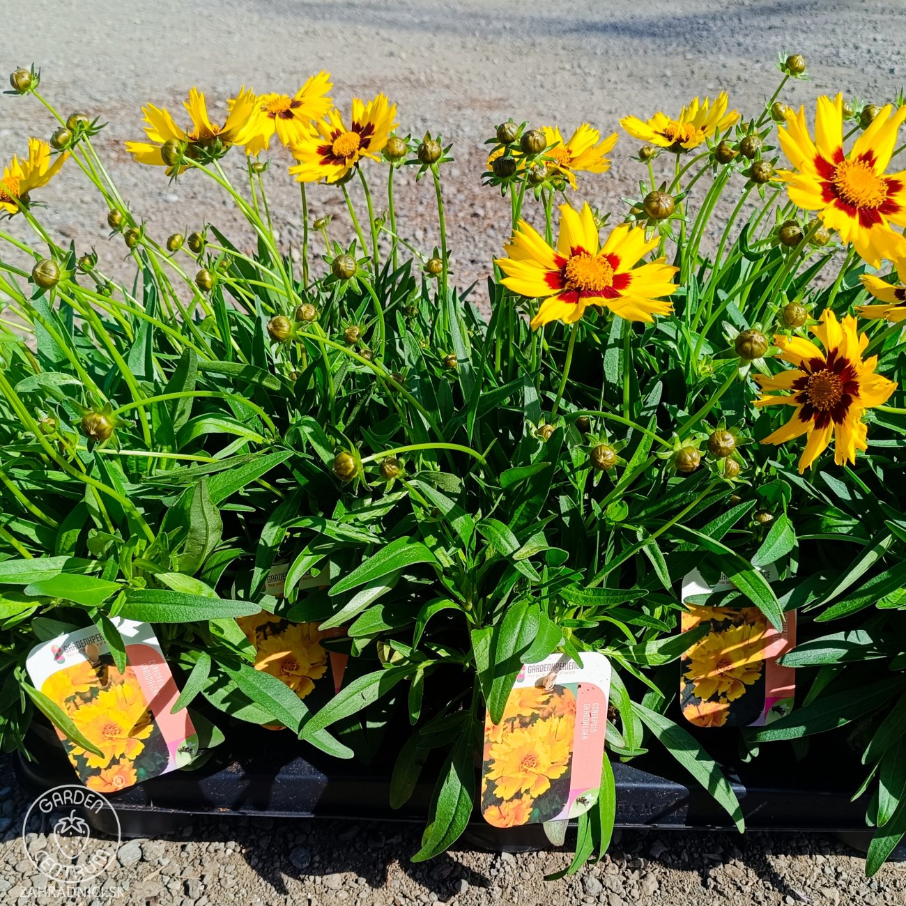 Obrázok Krásnoočko (Coreopsis grandiflora) ´ILLICO´ - kont. P13