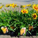 Krásnoočko (Coreopsis grandiflora) ´ILLICO´ - kont. P13