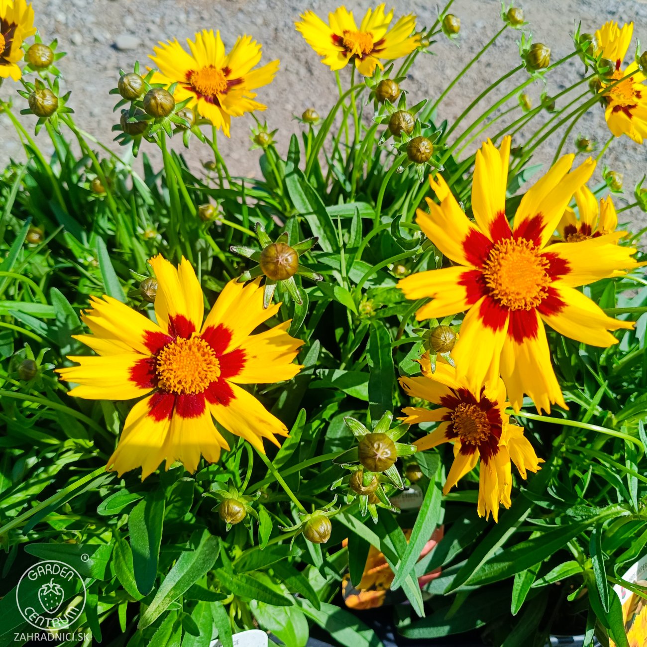 Obrázok Krásnoočko (Coreopsis grandiflora) ´ILLICO´ - kont. P13