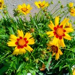 Krásnoočko (Coreopsis grandiflora) ´ILLICO´ - kont. P13
