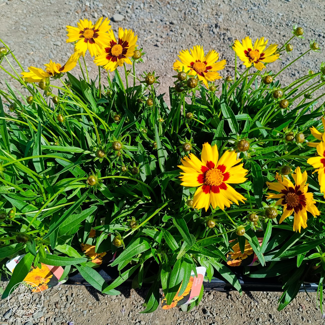 Obrázok Krásnoočko (Coreopsis grandiflora) ´ILLICO´ - kont. P13
