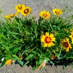 Krásnoočko (Coreopsis grandiflora) ´ILLICO´ - kont. P13