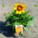 Krásnoočko (Coreopsis grandiflora) ´ILLICO´ - kont. P13