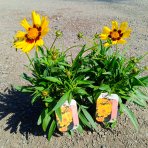 Krásnoočko (Coreopsis grandiflora) ´ILLICO´ - kont. P13