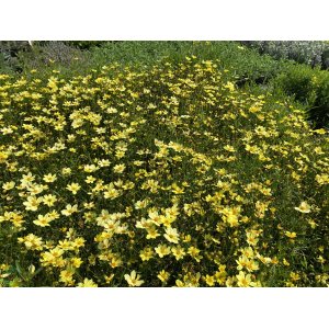 Krásnoočko veľkokveté (Coreopsis grandiflora) ´FULL MOON´ kont. P9